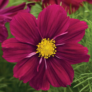   RXX \i^p[vVF[h ^LCc v ƒ؉ cp Ԃ̂炵  Y t[