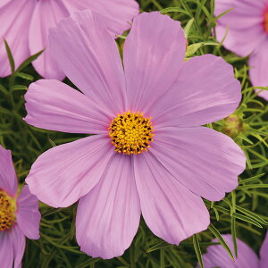   RXX \i^sN ^LCc v ƒ؉ cp Ԃ̂炵  Y t[