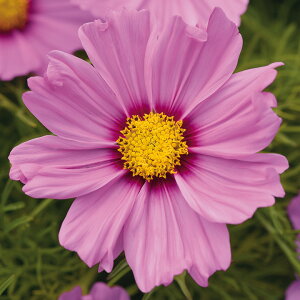   RXX \i^sNubV ^LCc v ƒ؉ cp Ԃ̂炵  Y t[