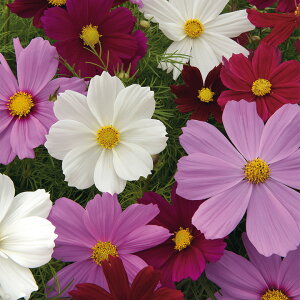   RXX \i^v~A~bNX ^LCc v ƒ؉ cp Ԃ̂炵  Y t[