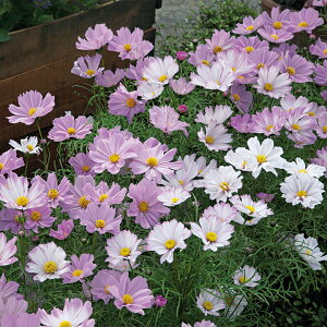   RXX A|u\O ^LCc v ƒ؉ cp Ԃ̂炵  Y t[