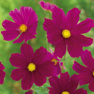 花 種 コスモス レッドベルサイユ タキイ種苗 プロ向け 家庭菜園 営利用 花のある暮らし 大量 生産 フラワー