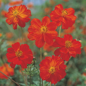   RXX fBA{ ^LCc v ƒ؉ cp Ԃ̂炵  Y t[