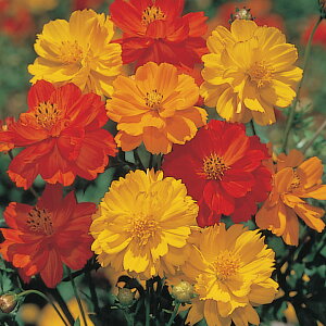   RXX Tj[ ^LCc v ƒ؉ cp Ԃ̂炵  Y t[