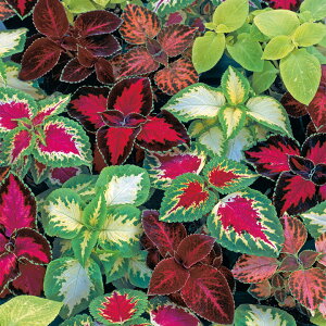   REX EBU[h ^LCc v ƒ؉ cp Ԃ̂炵  Y t[