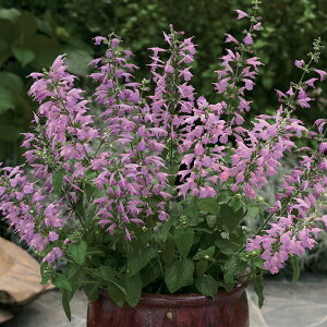   TrA tWvR ^LCc v ƒ؉ cp Ԃ̂炵  Y t[