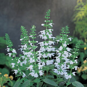   TrA Xm[jt ^LCc v ƒ؉ cp Ԃ̂炵  Y t[