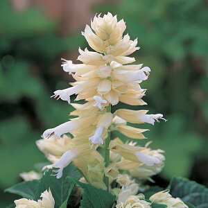   TrA tRzCg ^LCc v ƒ؉ cp Ԃ̂炵  Y t[