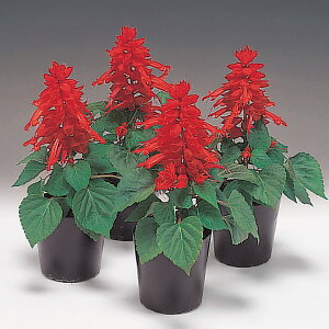   TrA XJ[bgLO ^LCc v ƒ؉ cp Ԃ̂炵  Y t[