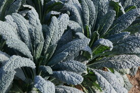 黒キャベツ 種 カーボロネロ・フォルツア イタリア 野菜 種 トキタ 種 苗 グストイタリア 種子 畑 品種 たね 送料無料 キャベツ種 キャベツの種 自然栽培野菜 鉄分 鉄分補給 マグネシウム ビタミンC カルシウム 菜園 畑仕事 種苗 タネ ロールキャベツ キャベツの千切り