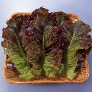 ^X  AJ`} gL^  c   ƒ؉ v   _ ZNg