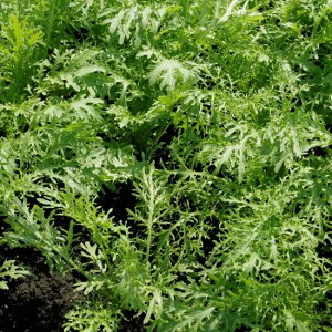 炵  T_炵 gL^  c   ƒ؉ v   _ ZNg