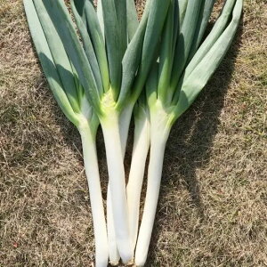 lM  ȂׂS[h gL^  c {lM K   ƒ؉ v   _ ZNg