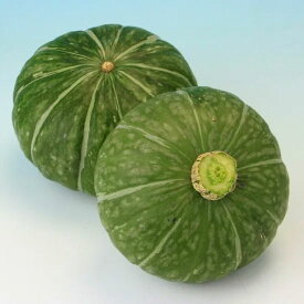 カボチャ 種 小吉 緑 トキタ種苗 野菜 プロ向け 家庭菜園 農家 セレクト たね 畑 かぼちゃの種 畑仕事 自然栽培野菜 送料無料 種子 野菜種子 種まき 温室 ギフト キット プレゼント 苗 かぼちゃ
