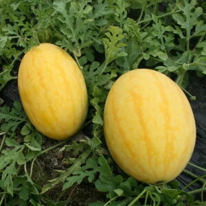 XCJ  ̂܂ gL^  c  ƒ؉ v Â ̔ XCJԐF 햳 q  R͔| ʕ ØI XCJ  XCJ̎ XCJ̕c ʂ ʃXC