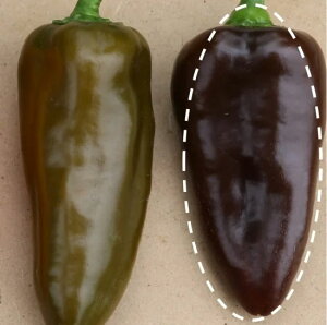 pvJ  Ղs[v `F[uE gL^  c   ƒ؉ v   _ ZNg