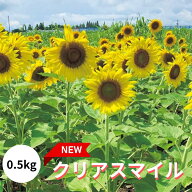 ひまわり 種 クリアスマイル 0.5kg 景観用 営利 タキイ種苗 ジュニアスマイル 0.5kg の 後継 草丈140~170…