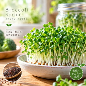 ブロッコリー スプラウト 種 1000ml お徳用 種子無消毒 スルフォラファン 家庭菜園 水耕栽培 家庭菜園 野菜の種 菜園 畑 プランター栽培 ベランダ菜園 プランター菜園 家庭菜園初心者 園芸初心者 簡単栽培 野菜作り 自家栽培 露地栽培 ハウス栽培 地植え 鉢植え 種まき