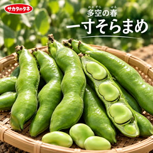 �\���}�� �� ����̏t ���瓤 �T�J�^ �� �^�l ��� ���� ���� 1dl 1L ��� �c���p �v������ �ƒ�؉� �_�� �Z���N�g ���� �ƒ�؉� ��؂̎� �؉� �� �v�����^�[�͔| �x�����_�؉� �v�����^�[��
