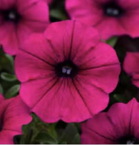  VbNEF[uEybgq500l^M&B t[ v ƒ؉ cp Ԃ̂炵  Y t[