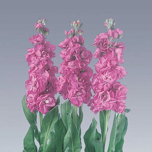   XgbN NX}Xu[ ^LCc v ƒ؉ cp Ԃ̂炵  Y t[