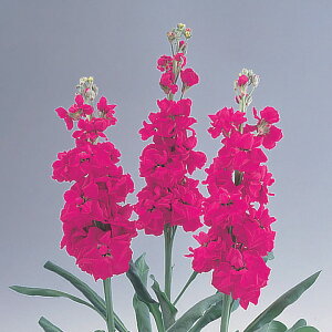   XgbN NX}X[W ^LCc v ƒ؉ cp Ԃ̂炵  Y t[