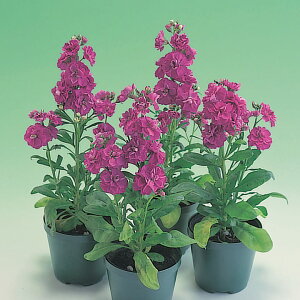   XgbN LX~[u[ ^LCc v ƒ؉ cp Ԃ̂炵  Y t[