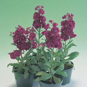   XgbN LX~[oCIbg ^LCc v ƒ؉ cp Ԃ̂炵  Y t[