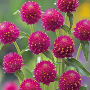   g NBYJ[}C ^LCc v ƒ؉ cp Ԃ̂炵  Y t[