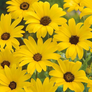 花 種 ディモルフォセカ スプリングフラッシュイエロー タキイ種苗 プロ向け 家庭菜園 営利用 花のある暮らし 大量 生産 フラワー