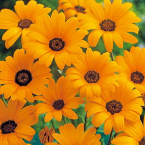   fBtHZJ XvOtbVIW ^LCc v ƒ؉ cp Ԃ̂炵  Y t[