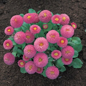   f[W[ ^b\[sN ^LCc v ƒ؉ cp Ԃ̂炵  Y t[