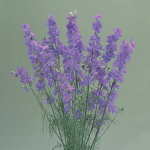   璹 JkCbN ^LCc v ƒ؉ cp Ԃ̂炵  Y t[