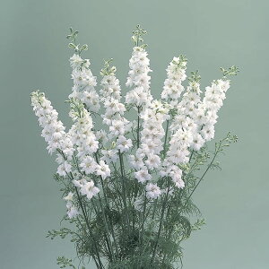   璹 JkzCg ^LCc v ƒ؉ cp Ԃ̂炵  Y t[