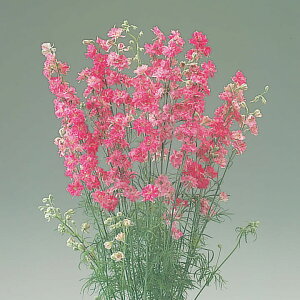   璹 Jk[YXgCv ^LCc v ƒ؉ cp Ԃ̂炵  Y t[