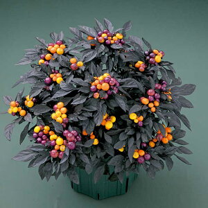   ϏܗpƂ炵 IjLX}WbNIW ^LCc v ƒ؉ cp Ԃ̂炵  Y t[