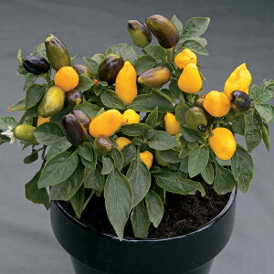   ϏܗpƂ炵 No[iCG[ ^LCc v ƒ؉ cp Ԃ̂炵  Y t[