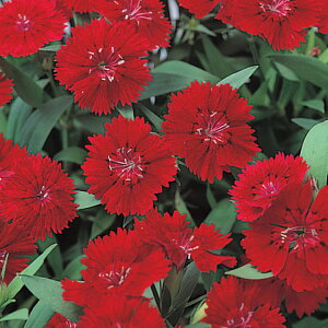   q F1eX^[N\ ^LCc v ƒ؉ cp Ԃ̂炵  Y t[