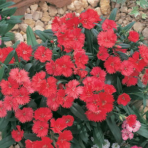   q F1eX^[R[ ^LCc v ƒ؉ cp Ԃ̂炵  Y t[