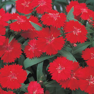 �� �� ���q F1�e���X�^�[�X�J�[���b�g �^�L�C��c �v������ �ƒ�؉� �c���p �Ԃ̂����炵 ��� ���Y �t�����[