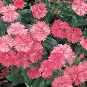   q F1eX^[T[ ^LCc v ƒ؉ cp Ԃ̂炵  Y t[