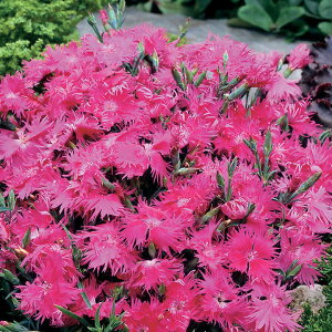   q F1X[vp[v ^LCc v ƒ؉ cp Ԃ̂炵  Y t[