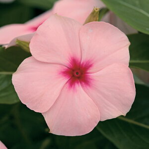    F1^C^AvRbg ^LCc v ƒ؉ cp Ԃ̂炵  Y t[