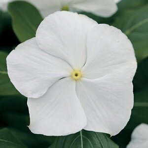    F1^C^sAzCg ^LCc v ƒ؉ cp Ԃ̂炵  Y t[