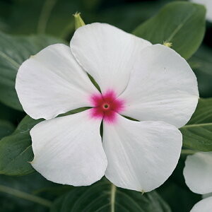    F1^C^|Jhbg ^LCc v ƒ؉ cp Ԃ̂炵  Y t[