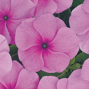 花 種 日日草 F1タイタンライラック タキイ種苗 プロ向け 家庭菜園 営利用 花のある暮らし 大量 生産 フラワー