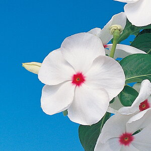    pVtBJXP|Jhbg ^LCc v ƒ؉ cp Ԃ̂炵  Y t[