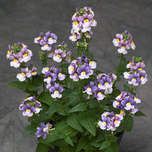   lVA F1veBv[Yu[oCJ[ ^LCc v ƒ؉ cp Ԃ̂炵  Y t[