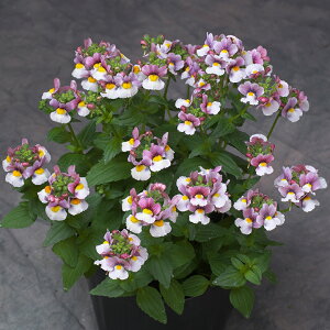   lVA F1veBv[Y[YoCJ[ ^LCc v ƒ؉ cp Ԃ̂炵  Y t[