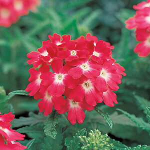 花 種 バーベナ オブセッションコーラルウィズアイ タキイ種苗 プロ向け 家庭菜園 営利用 花のある暮らし 大量 生産 フラワー